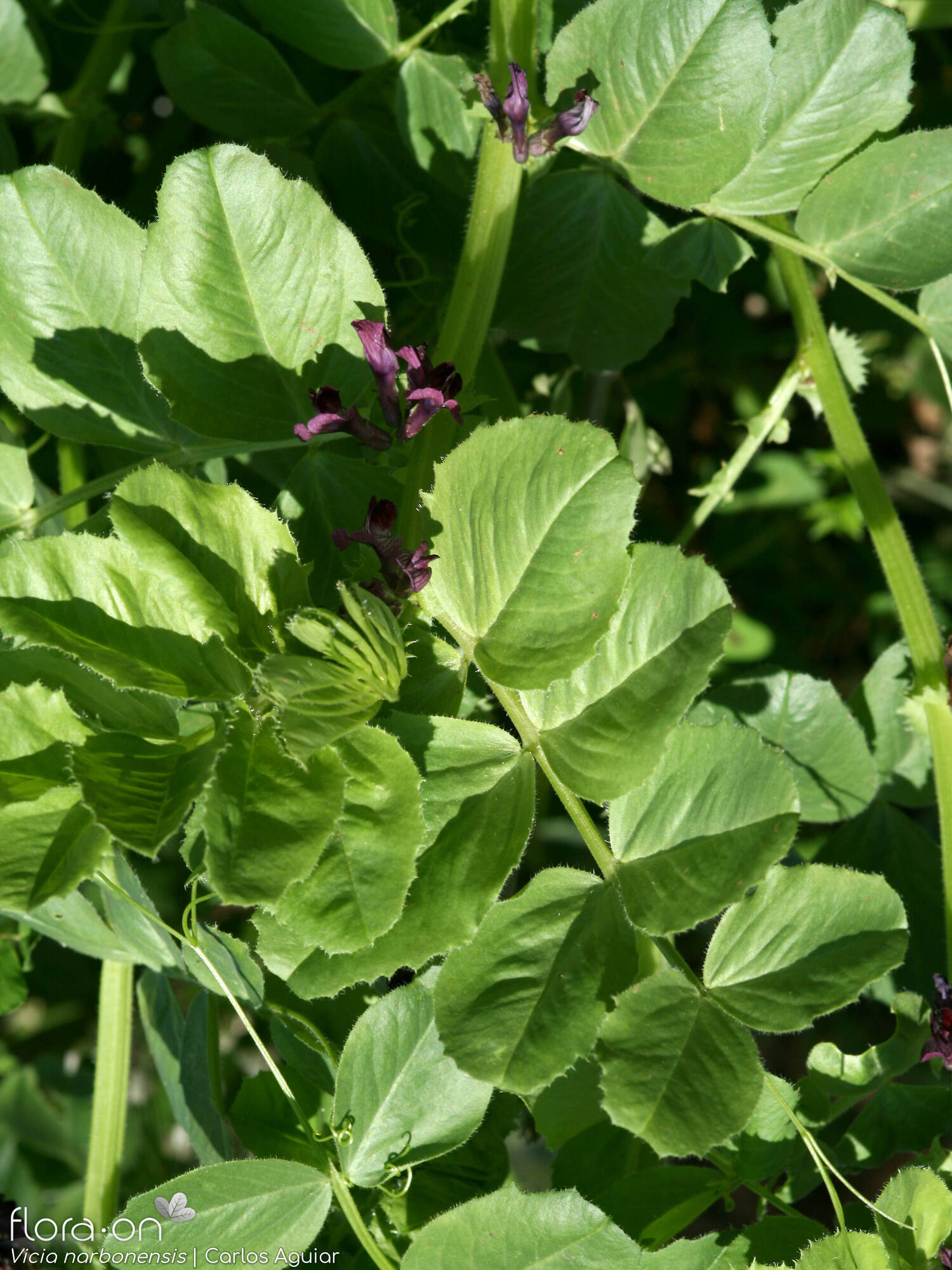 Vicia serratifolia - Folha (geral) | Carlos Aguiar; CC BY-NC 4.0