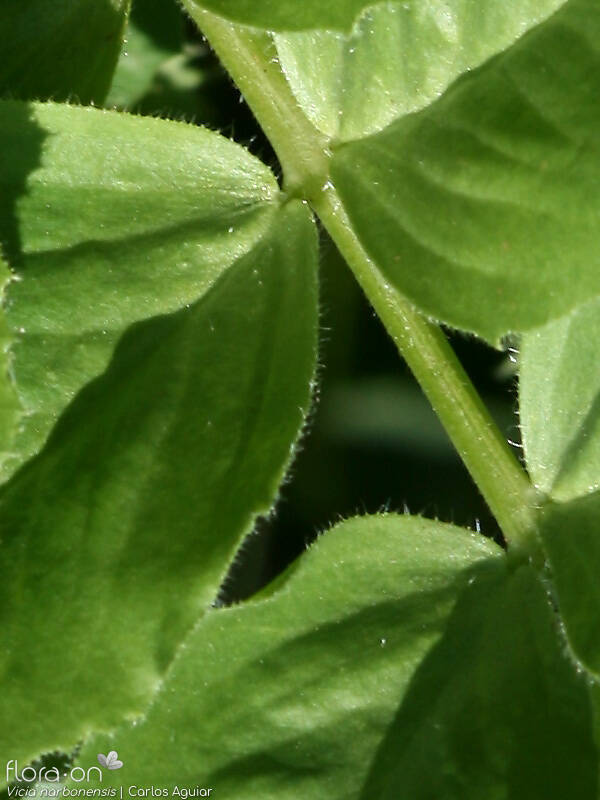 Vicia serratifolia - Folha | Carlos Aguiar; CC BY-NC 4.0