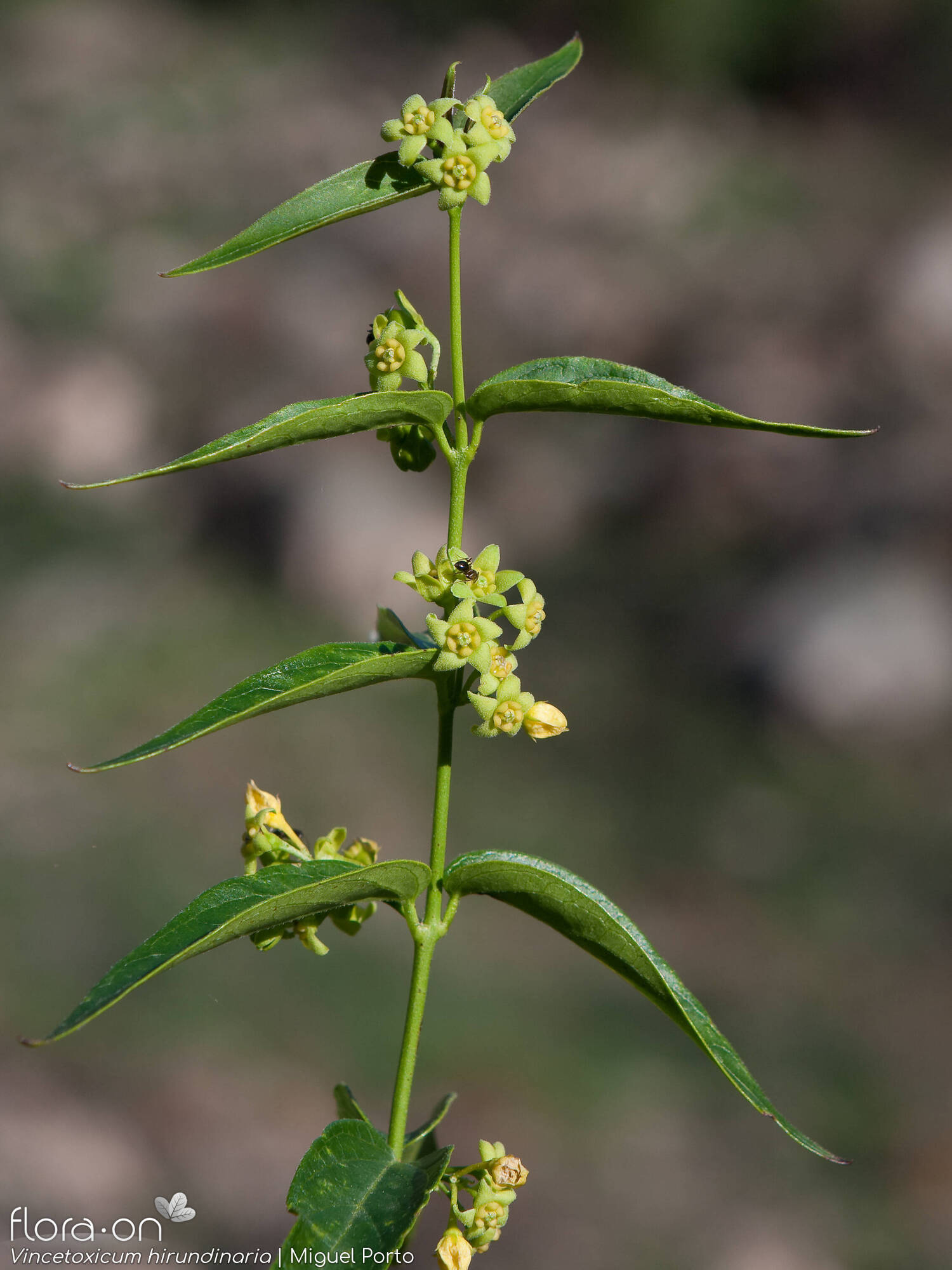 Vincetoxicum hirundinaria - Flor (geral) | Miguel Porto; CC BY-NC 4.0
