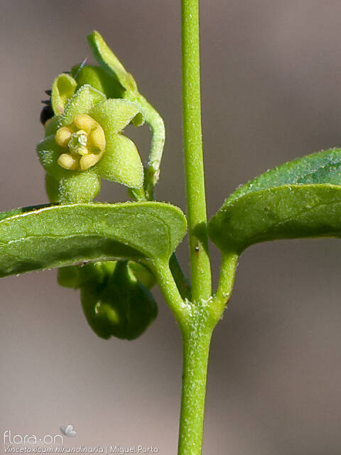 Vincetoxicum hirundinaria - Flor (close-up) | Miguel Porto; CC BY-NC 4.0