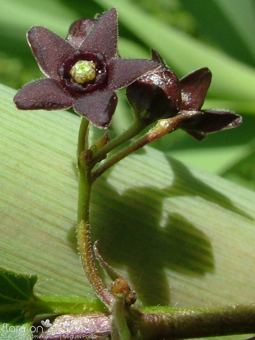 Vincetoxicum nigrum - Flor (close-up) | Miguel Porto; CC BY-NC 4.0