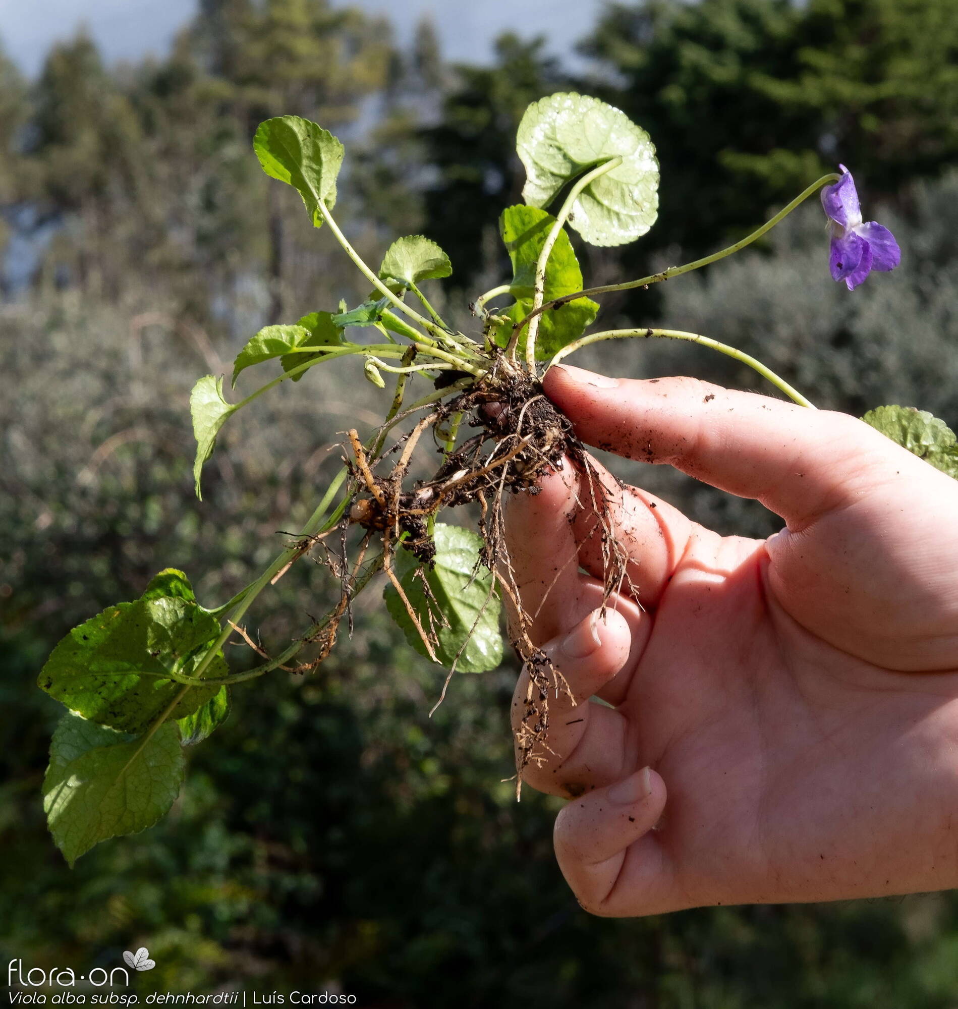 Viola alba dehnhardtii - Hábito | Luís Cardoso; CC BY-NC 4.0