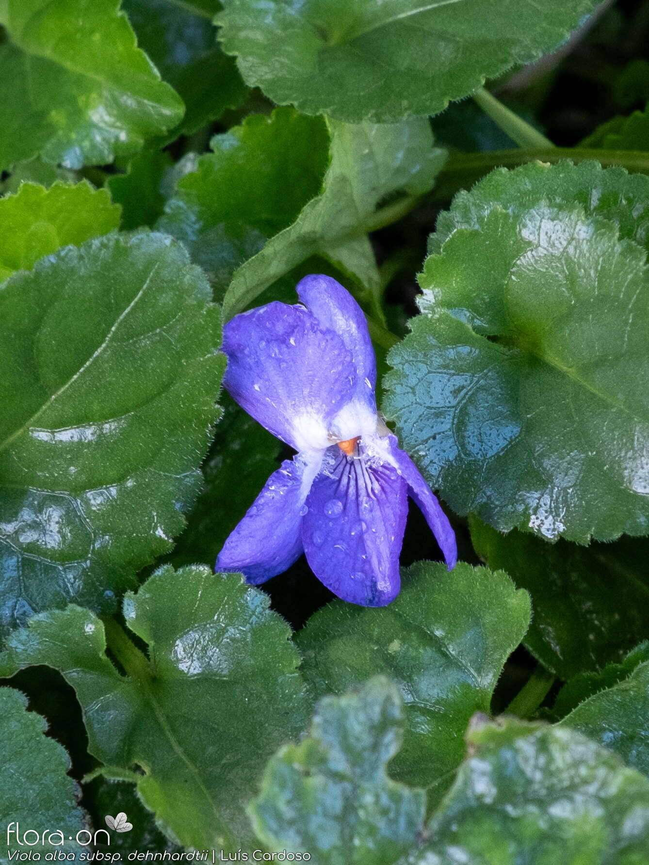Viola alba dehnhardtii - Flor (close-up) | Luís Cardoso; CC BY-NC 4.0