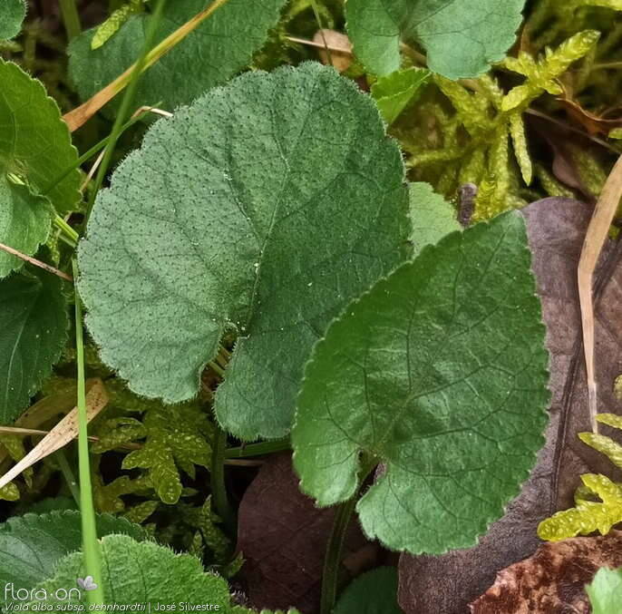 Viola alba dehnhardtii - Folha | José Silvestre; CC BY-NC 4.0