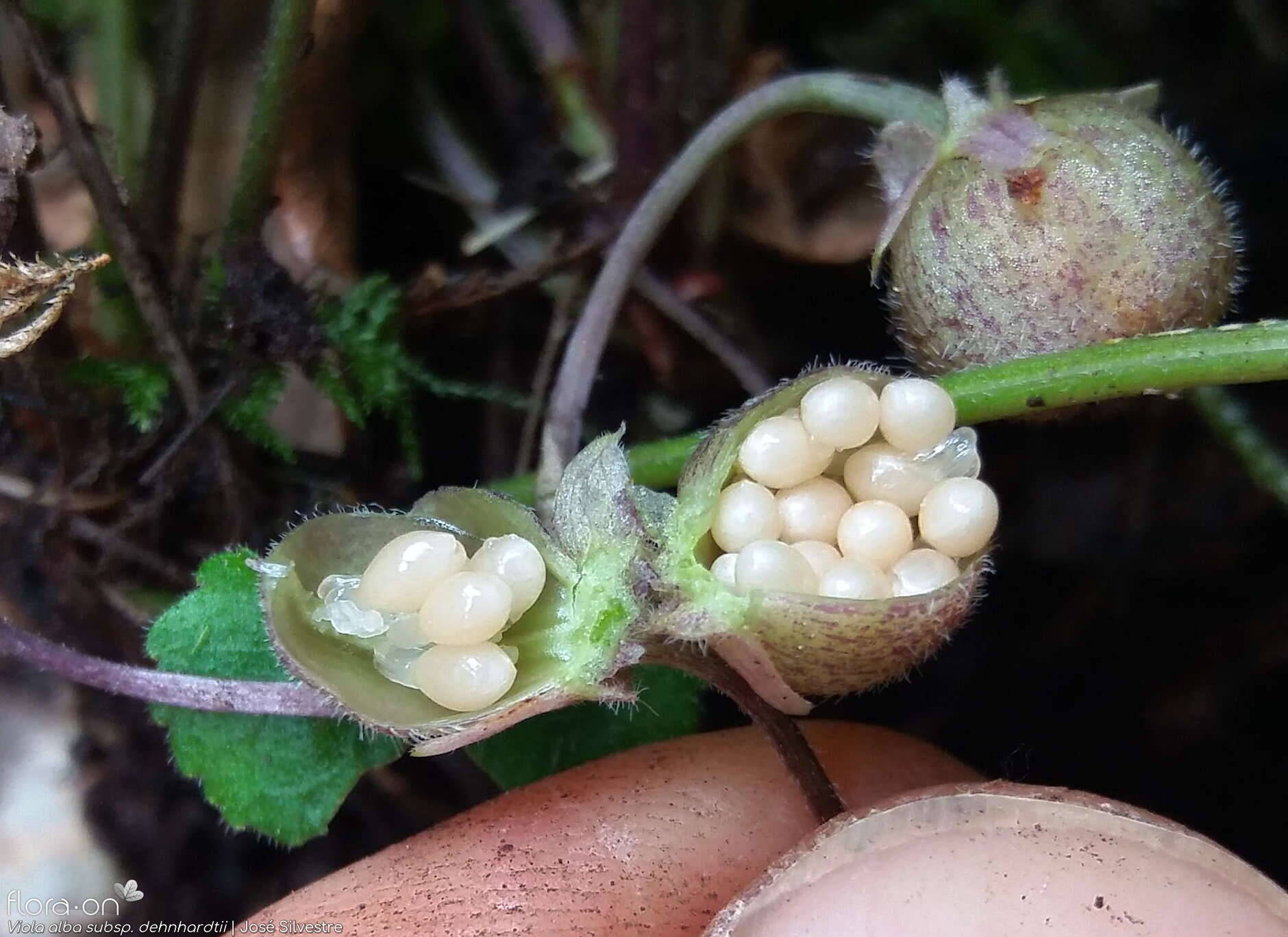 Viola alba dehnhardtii - Fruto | José Silvestre; CC BY-NC 4.0