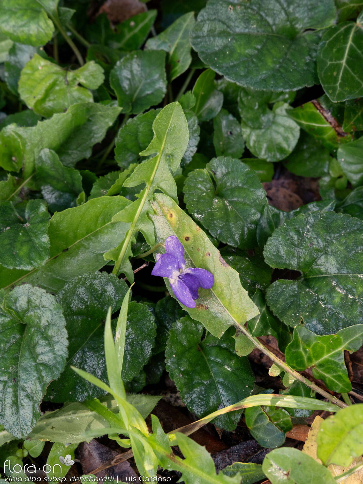 Viola alba dehnhardtii - Flor (close-up) | Luís Cardoso; CC BY-NC 4.0