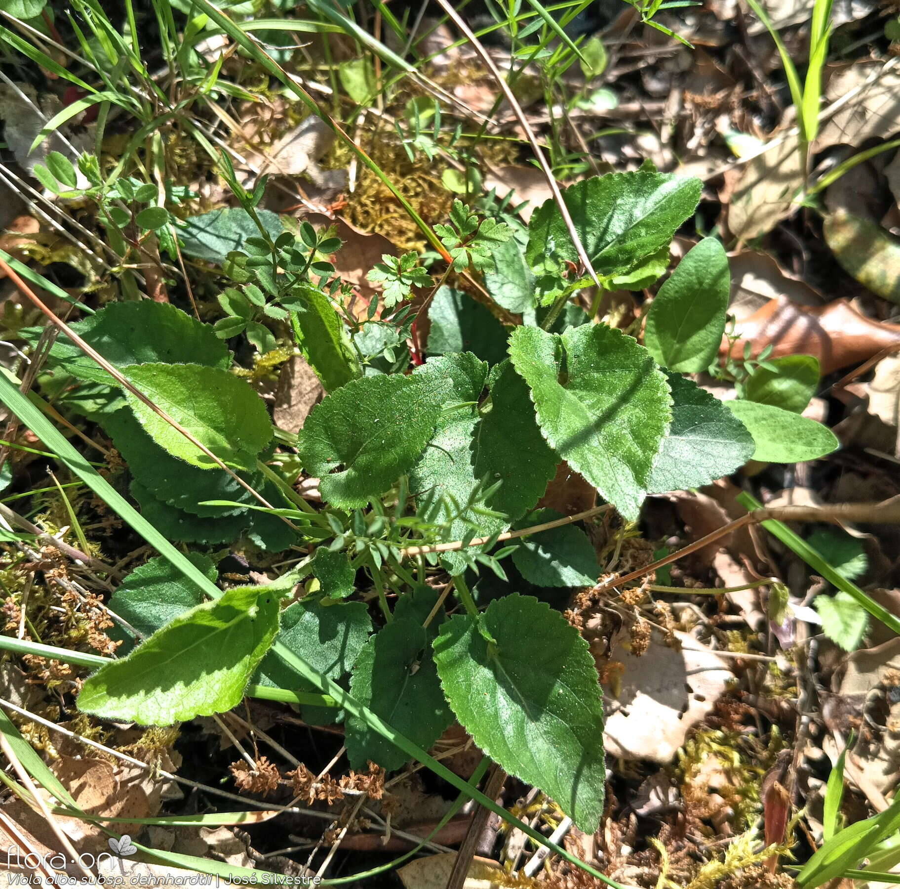 Viola alba dehnhardtii - Hábito | José Silvestre; CC BY-NC 4.0