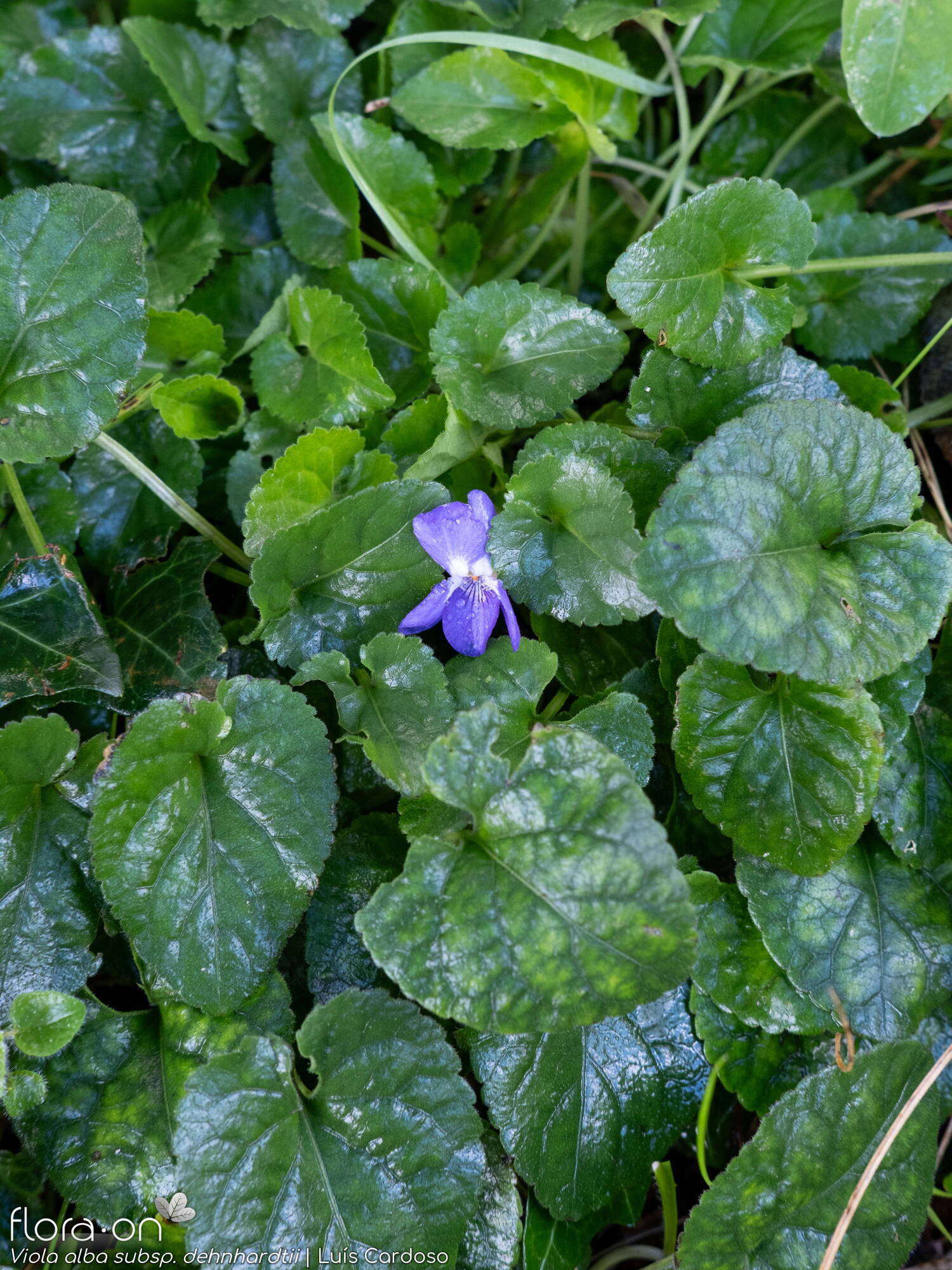Viola alba dehnhardtii - Flor (geral) | Luís Cardoso; CC BY-NC 4.0