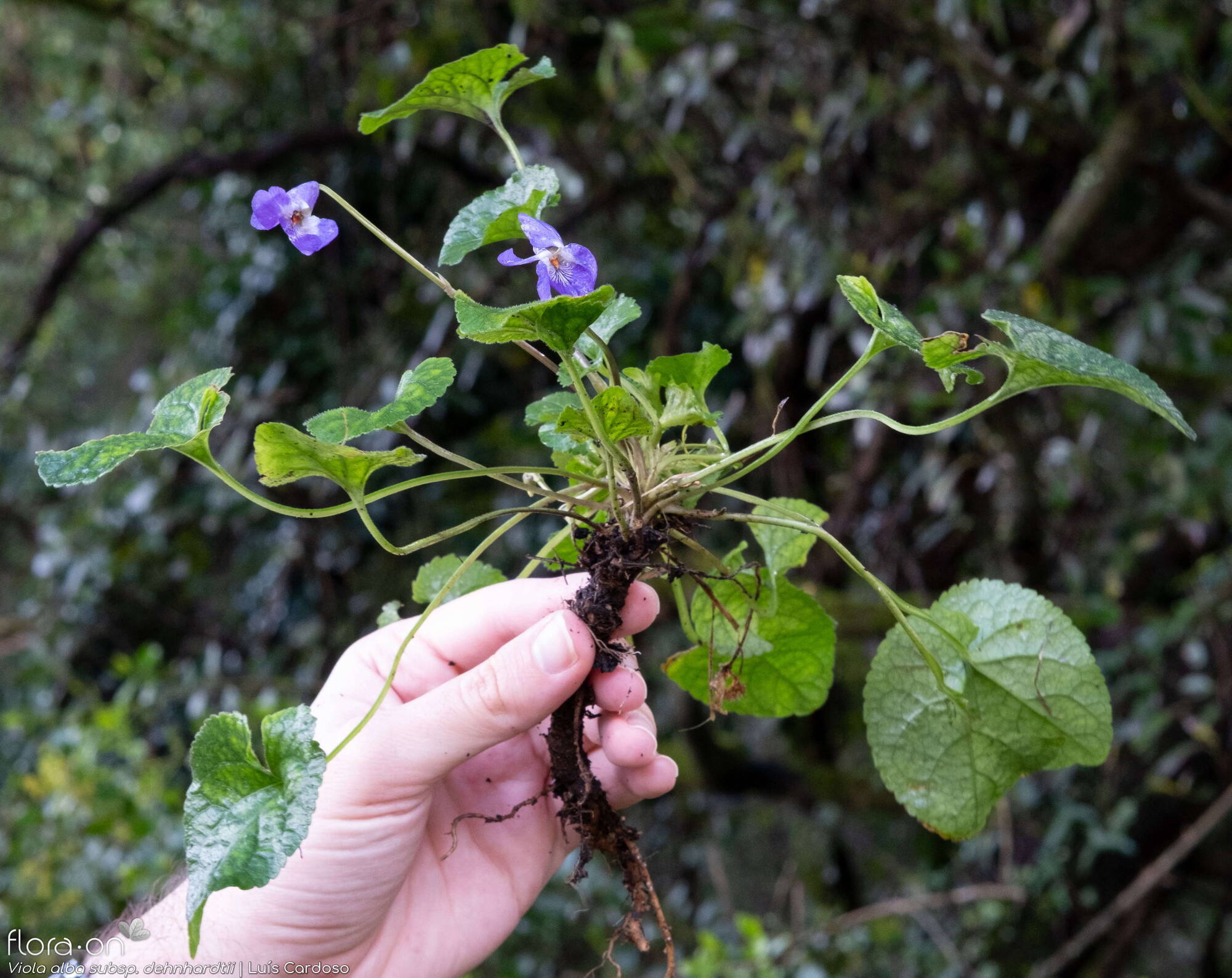 Viola alba dehnhardtii - Hábito | Luís Cardoso; CC BY-NC 4.0