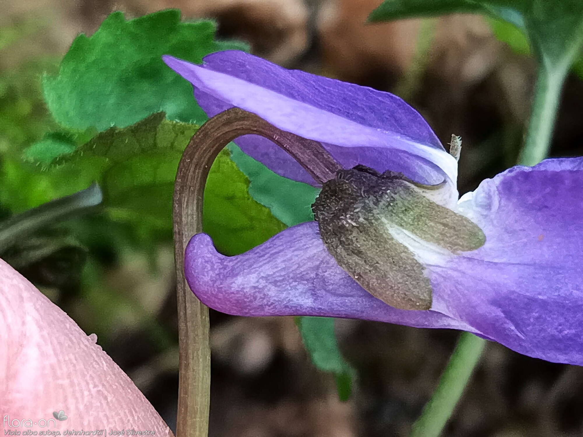 Viola alba dehnhardtii - Flor (close-up) | José Silvestre; CC BY-NC 4.0