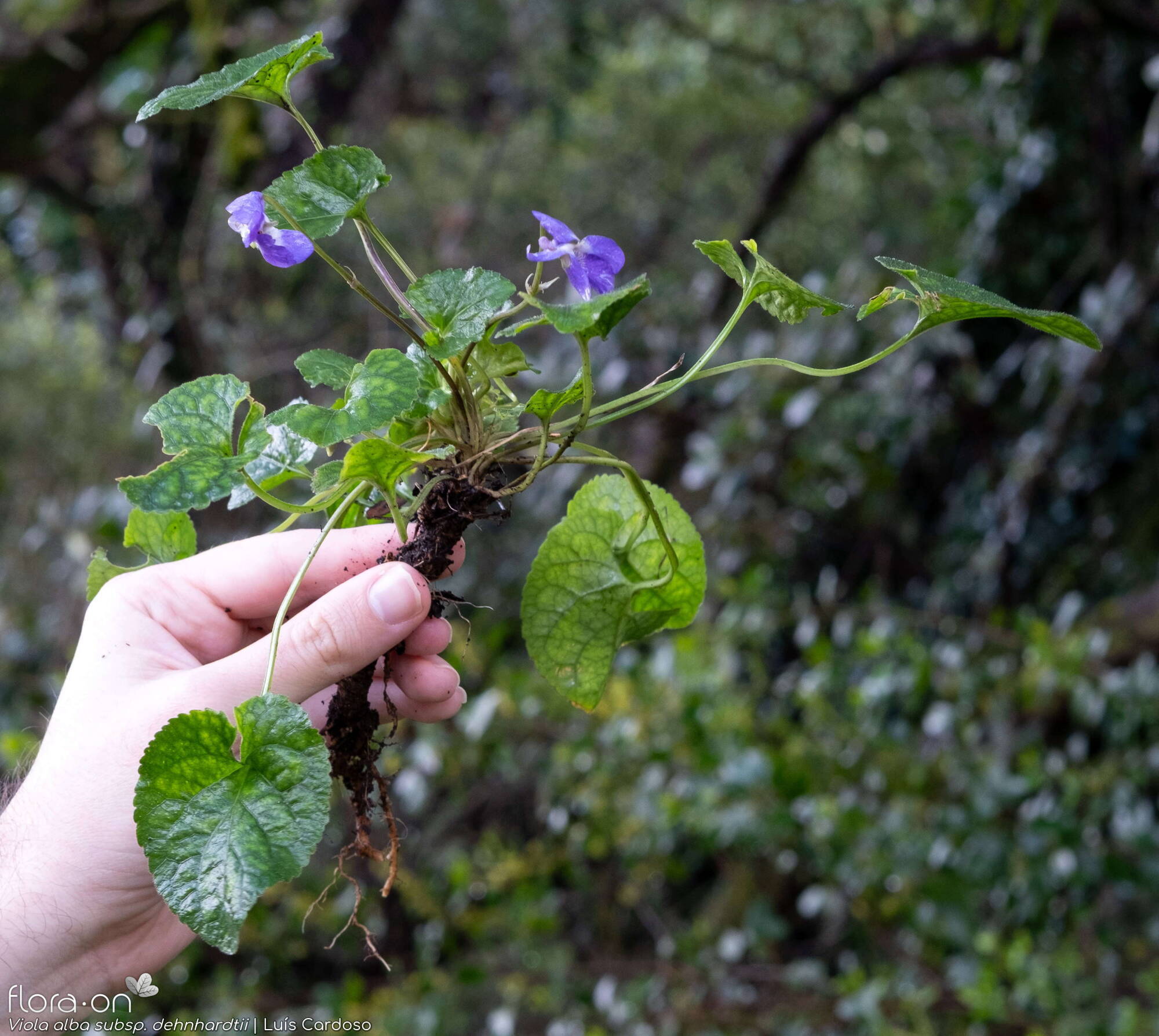 Viola alba dehnhardtii - Hábito | Luís Cardoso; CC BY-NC 4.0