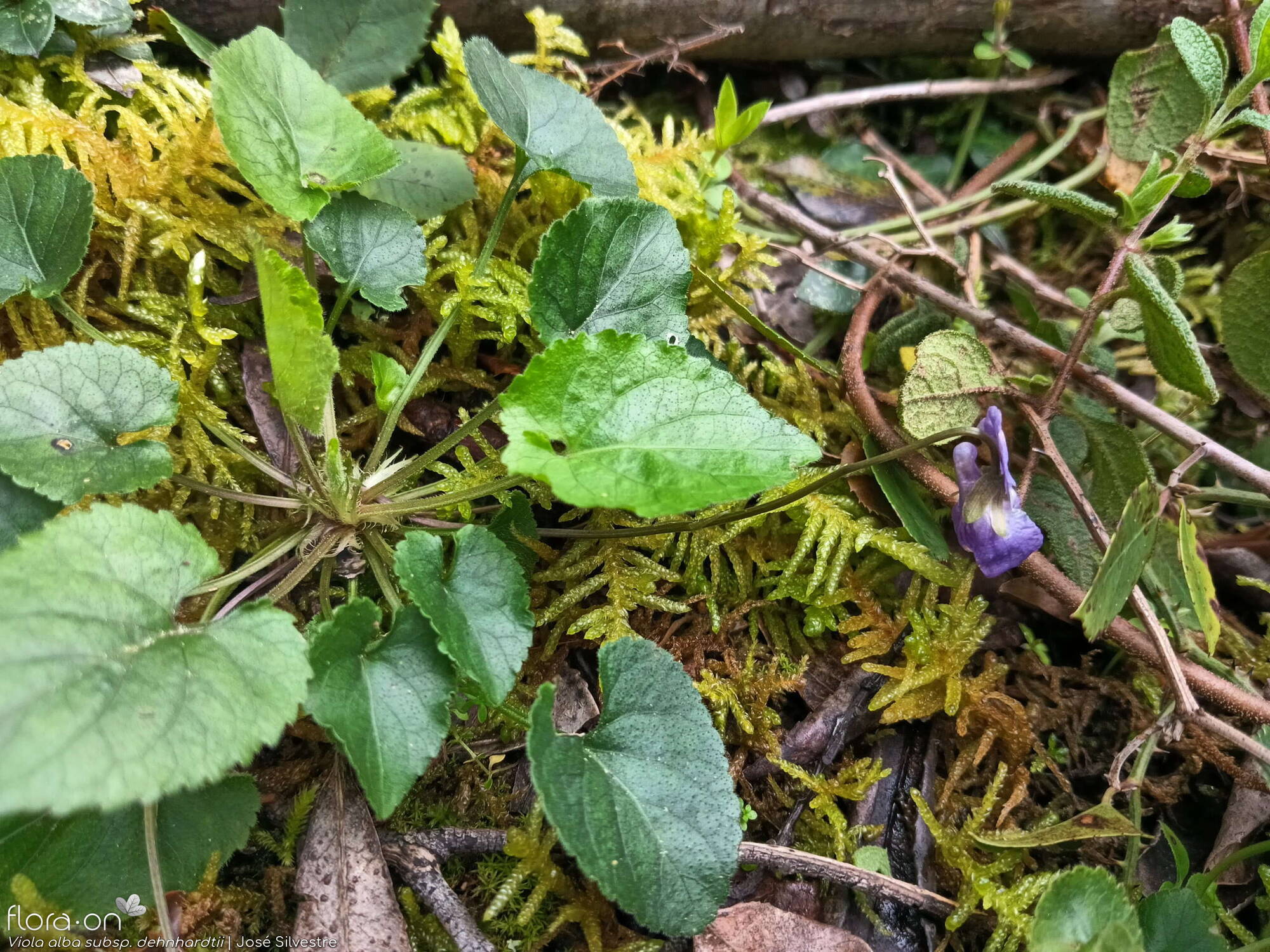 Viola alba dehnhardtii - Hábito | José Silvestre; CC BY-NC 4.0