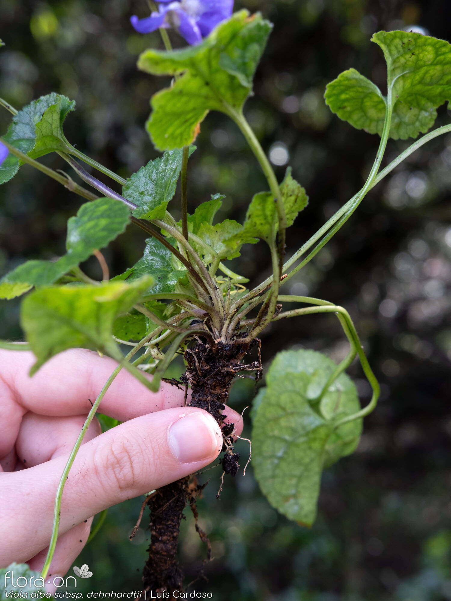 Viola alba dehnhardtii - Estípulas | Luís Cardoso; CC BY-NC 4.0