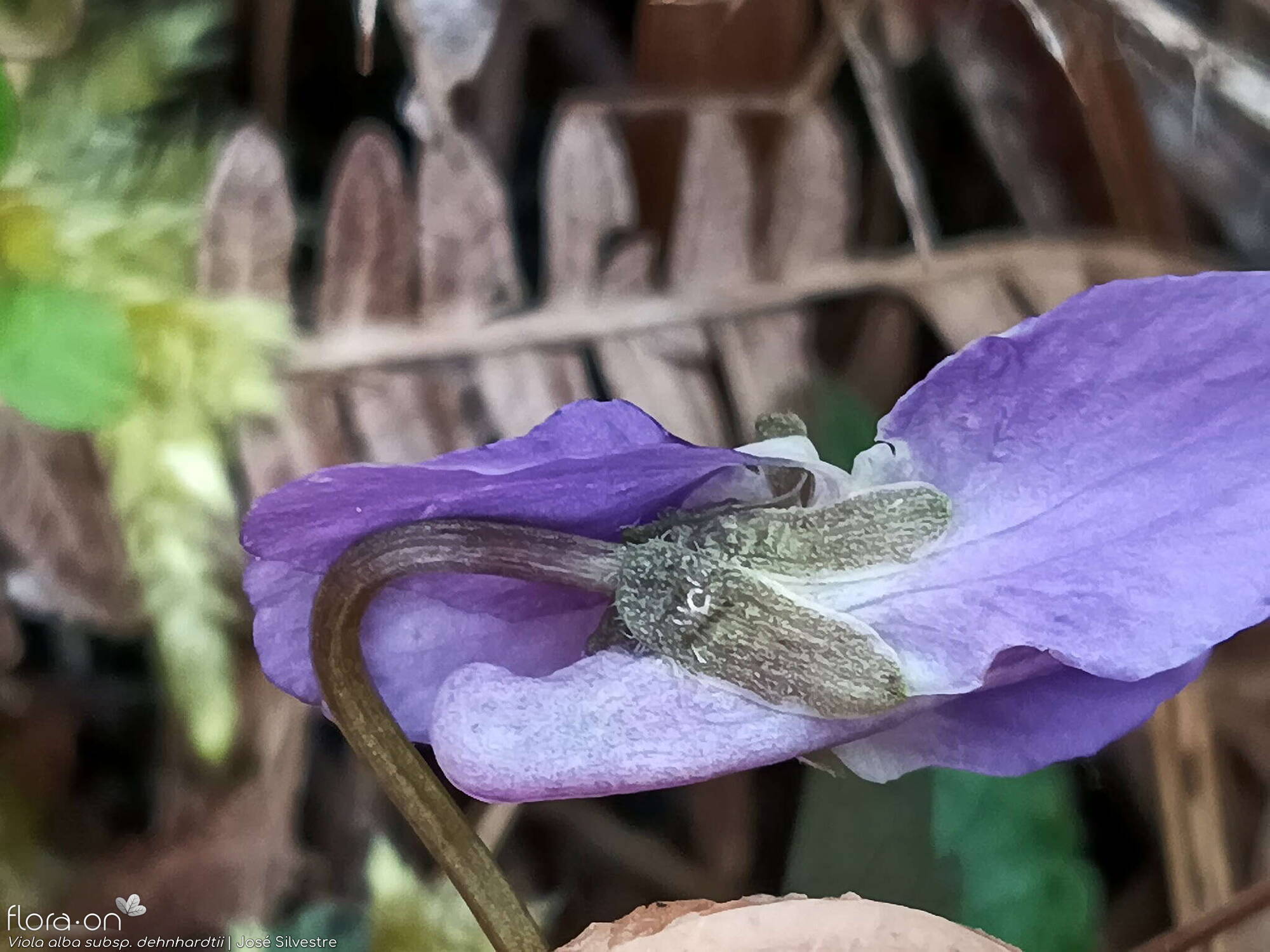 Viola alba dehnhardtii - Flor (close-up) | José Silvestre; CC BY-NC 4.0