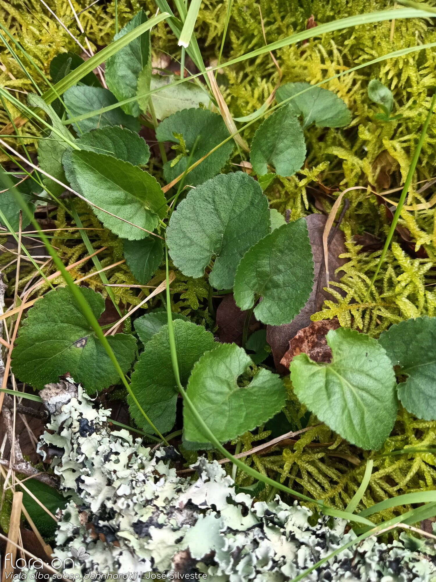 Viola alba dehnhardtii - Folha (geral) | José Silvestre; CC BY-NC 4.0