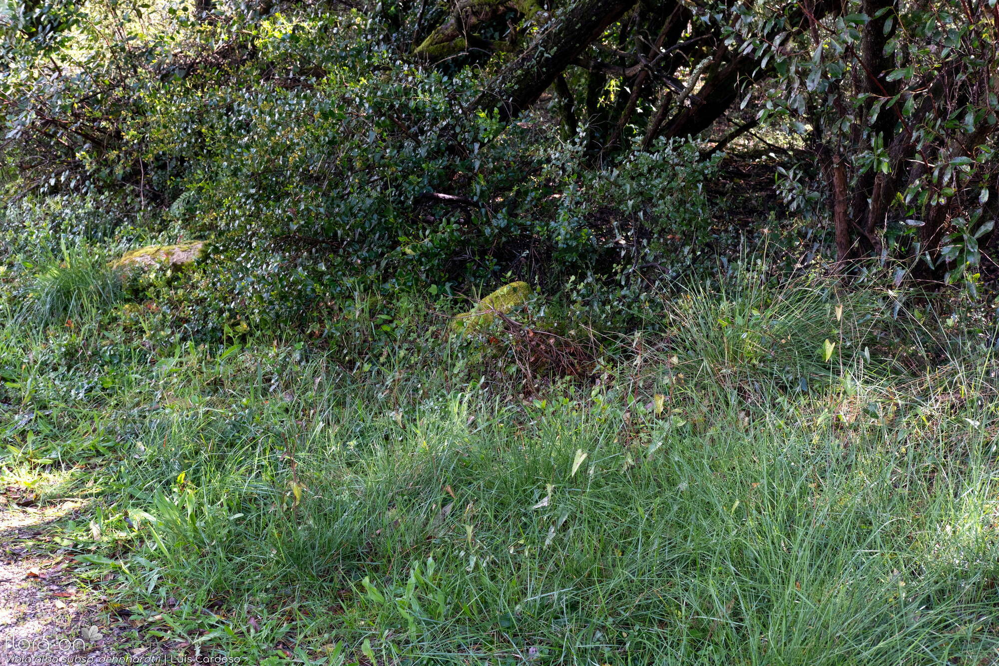 Viola alba dehnhardtii - Habitat | Luís Cardoso; CC BY-NC 4.0