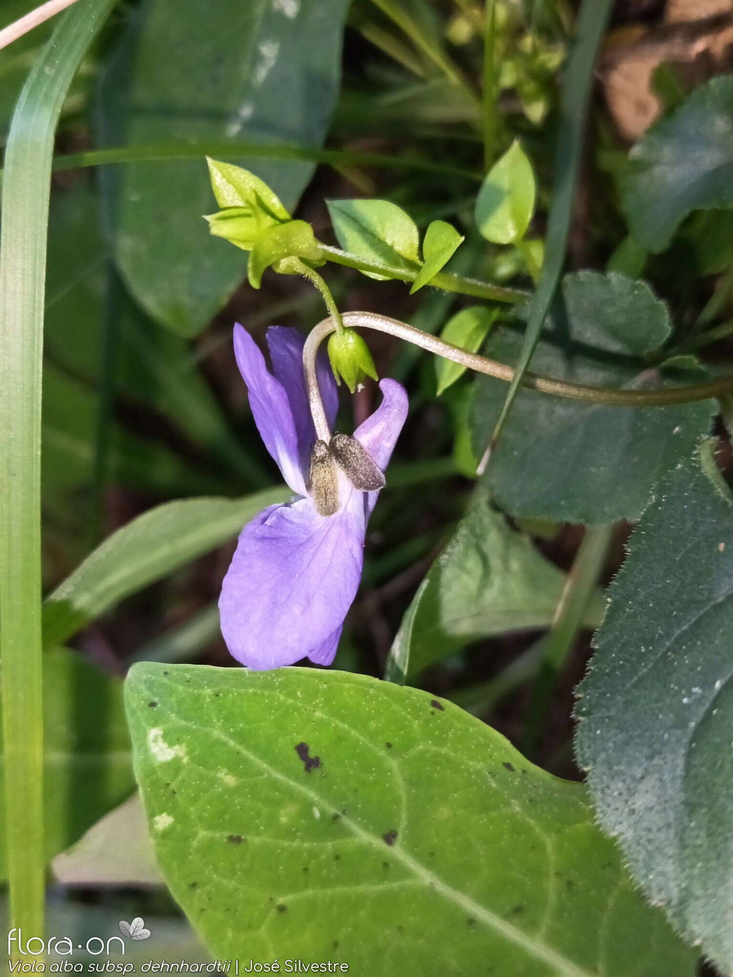 Viola alba dehnhardtii - Flor (close-up) | José Silvestre; CC BY-NC 4.0