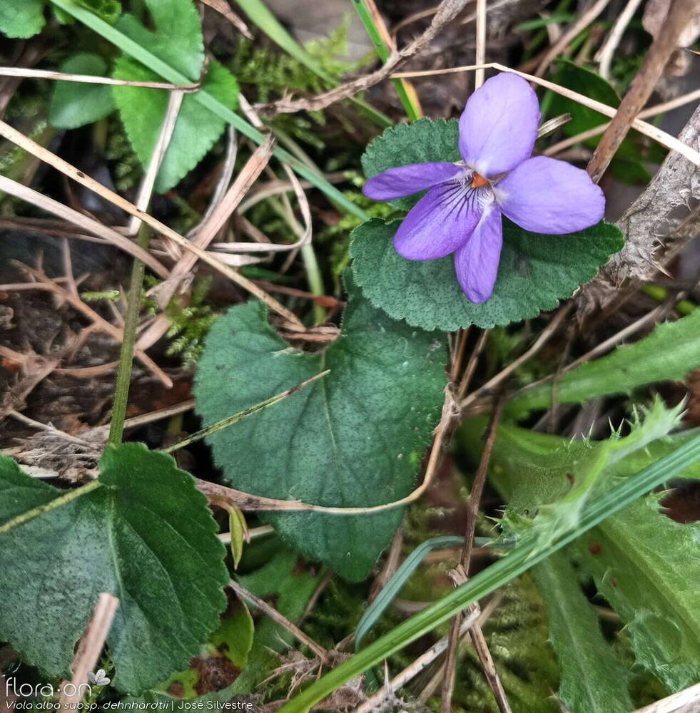 Viola alba