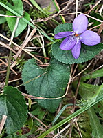 Viola alba