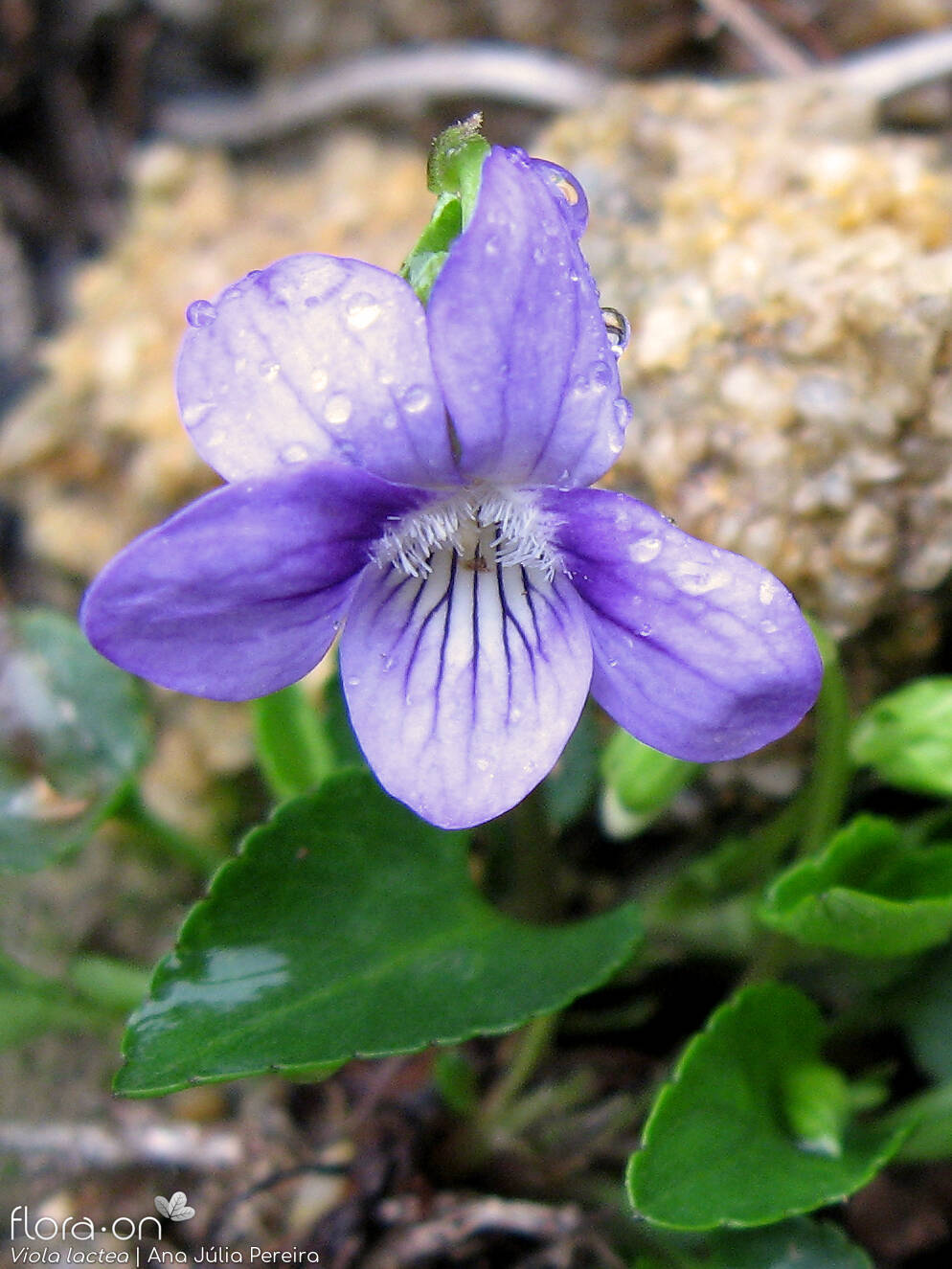 Viola lactea - Flor (close-up) | Ana Júlia Pereira; CC BY-NC 4.0
