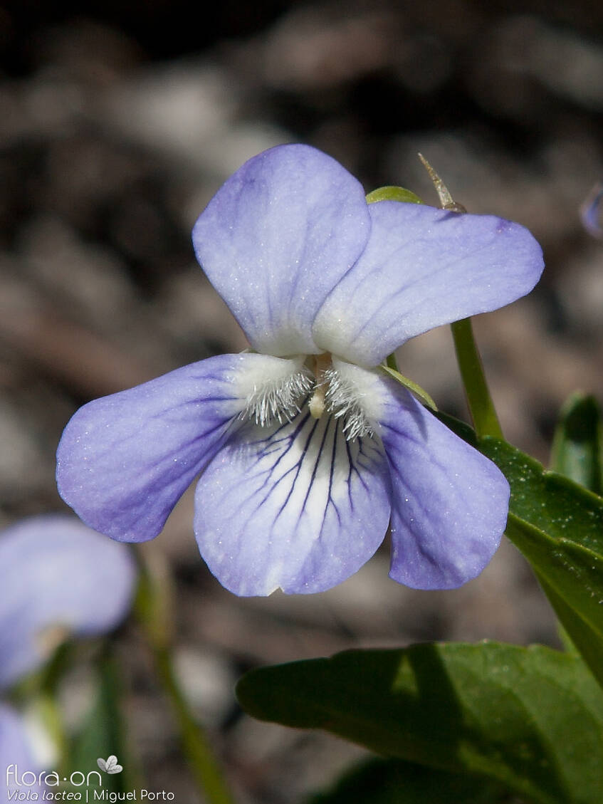 Viola lactea - Flor (close-up) | Miguel Porto; CC BY-NC 4.0