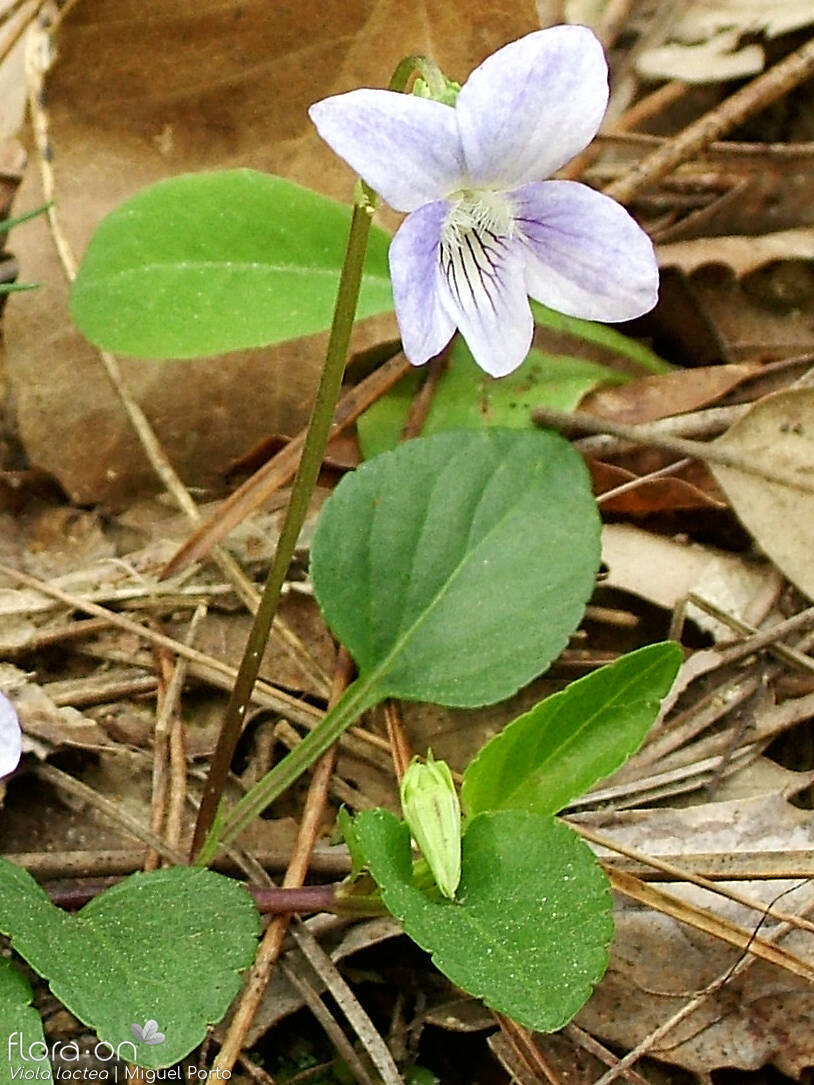 Viola lactea - Flor (geral) | Miguel Porto; CC BY-NC 4.0