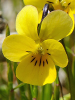 Viola langeana