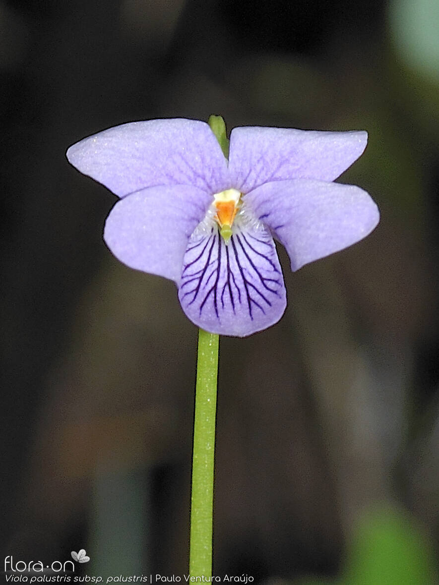 Viola palustris palustris - Flor (close-up) | Paulo Ventura Araújo; CC BY-NC 4.0