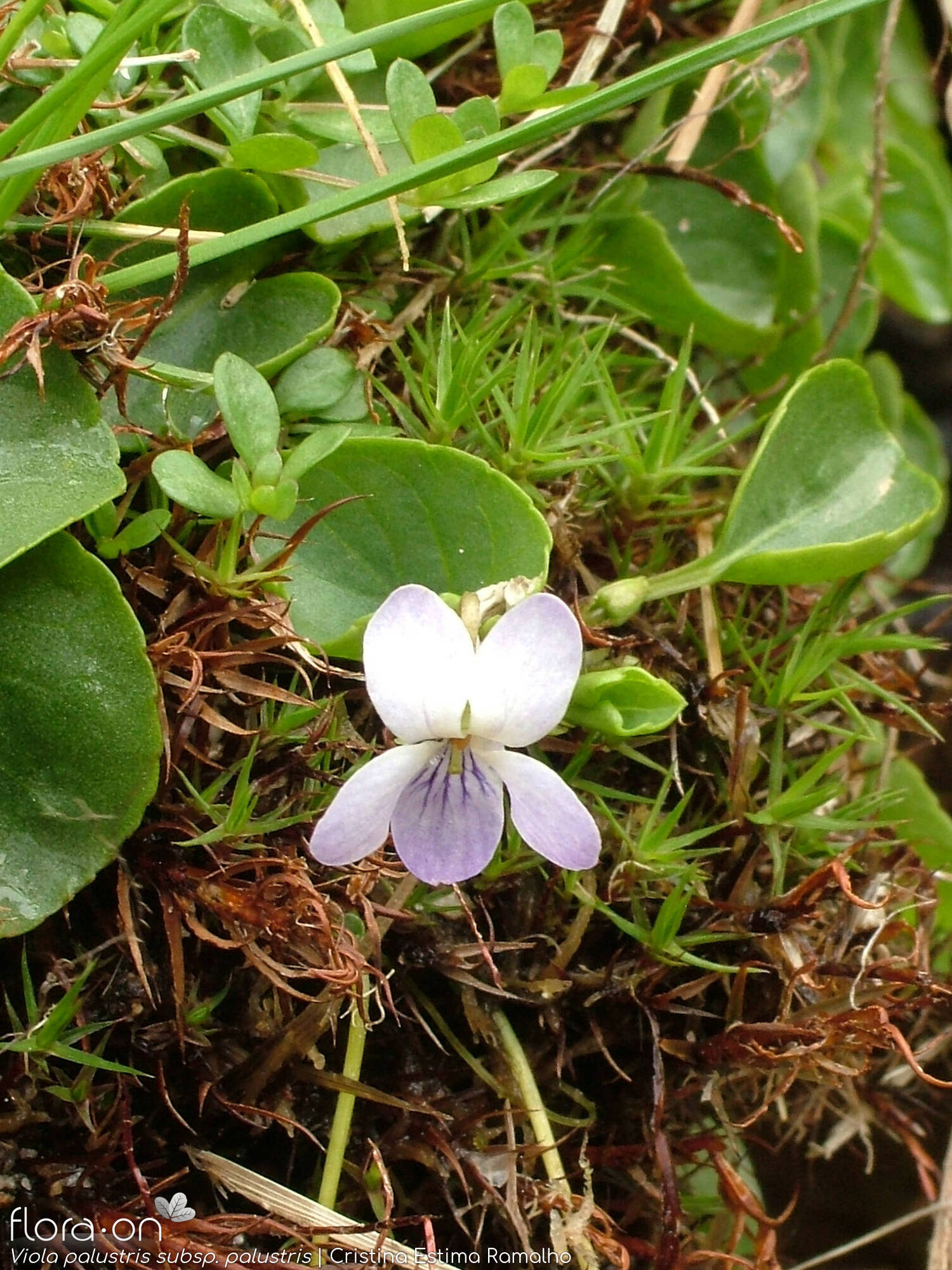 Viola palustris palustris - Flor (geral) | Cristina Estima Ramalho; CC BY-NC 4.0