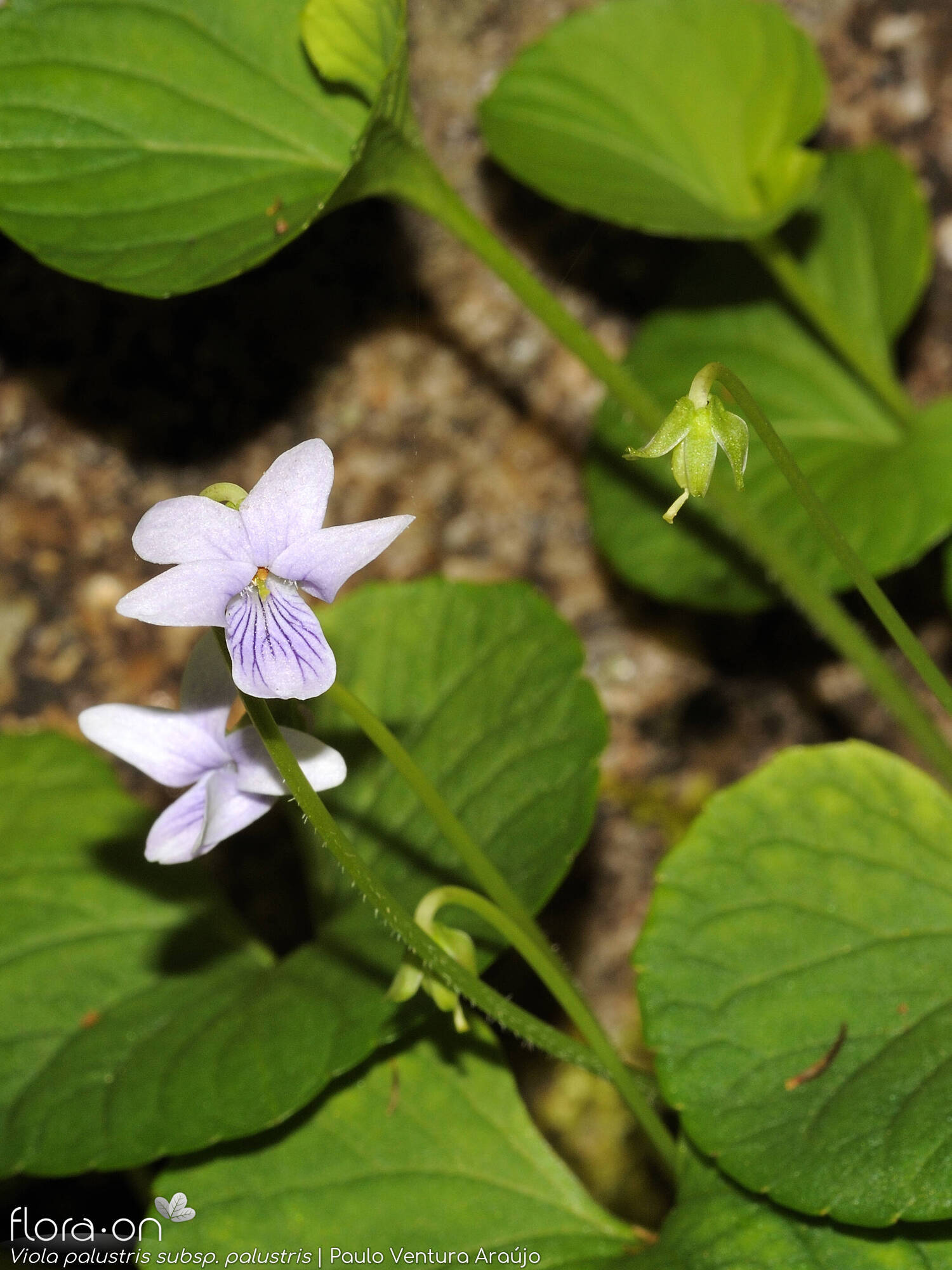 Viola palustris palustris - Flor (geral) | Paulo Ventura Araújo; CC BY-NC 4.0