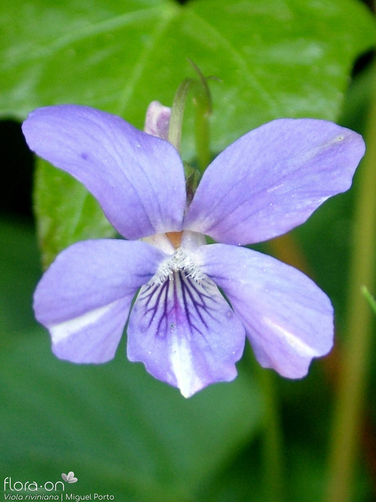 Viola riviniana - Flor (close-up) | Miguel Porto; CC BY-NC 4.0