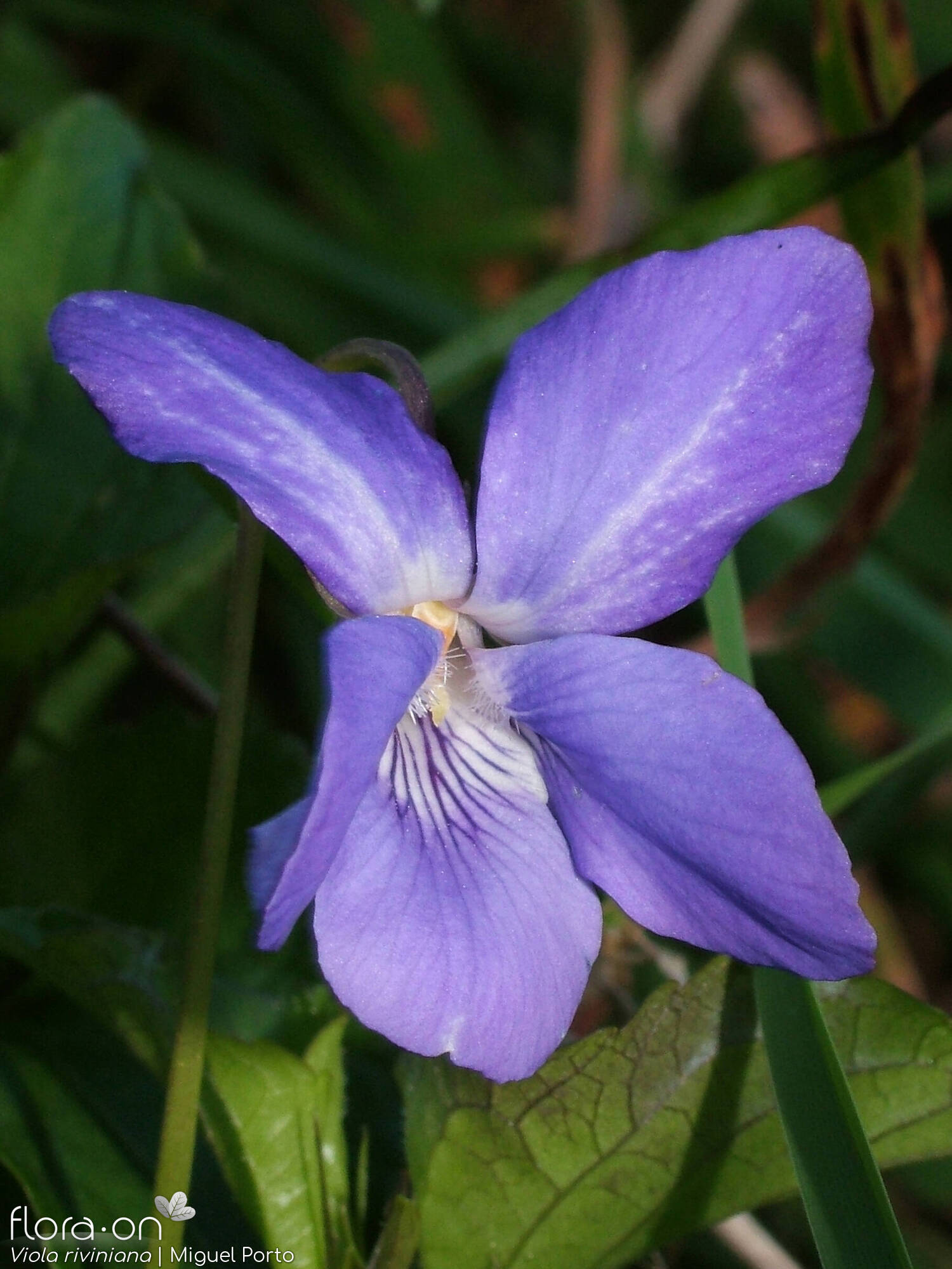 Viola riviniana - Flor (close-up) | Miguel Porto; CC BY-NC 4.0