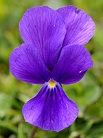 Violaceae