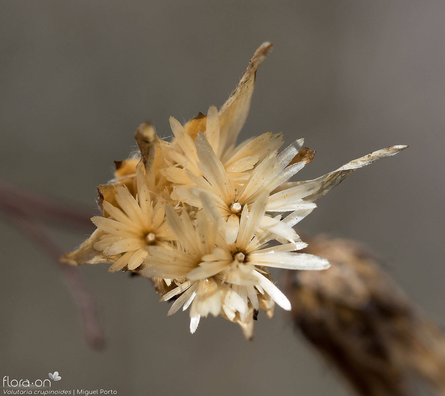 Volutaria crupinoides - Capítulo frutífero | Miguel Porto; CC BY-NC 4.0