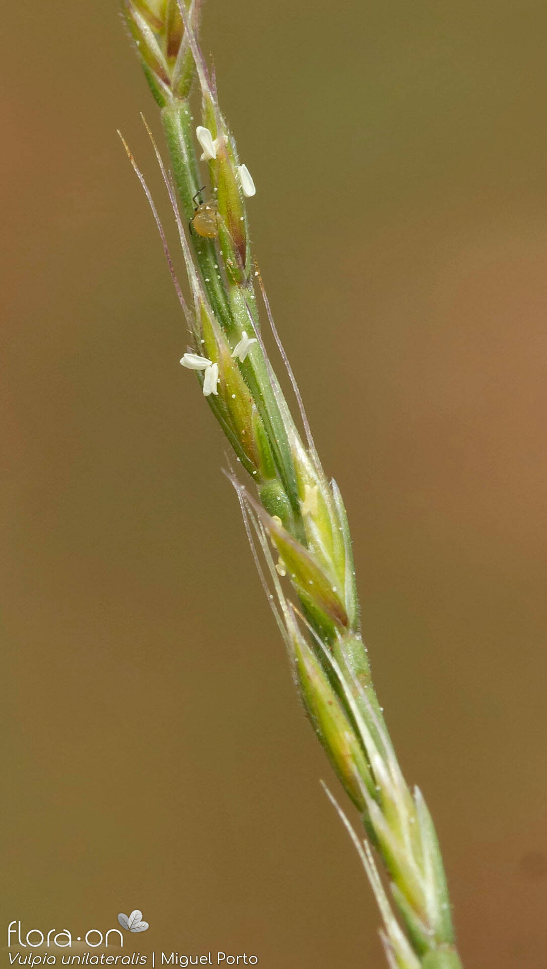 Vulpia unilateralis - Flor (close-up) | Miguel Porto; CC BY-NC 4.0