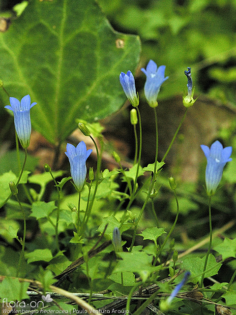 Wahlenbergia hederacea - Flor (geral) | Paulo Ventura Araújo; CC BY-NC 4.0