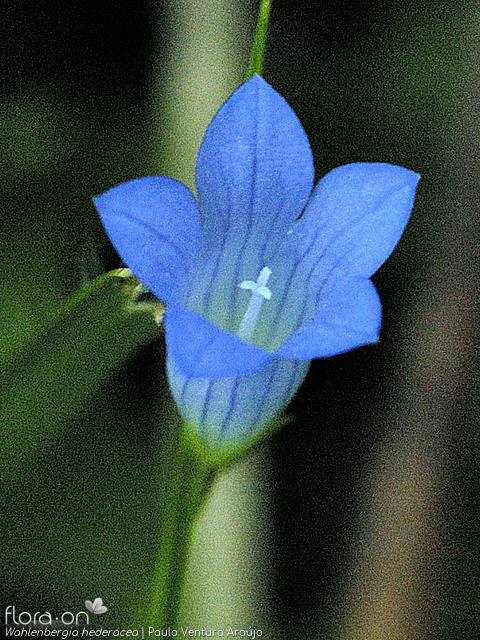 Wahlenbergia hederacea - Flor (close-up) | Paulo Ventura Araújo; CC BY-NC 4.0