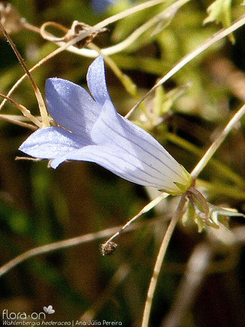 Wahlenbergia hederacea - Flor (close-up) | Ana Júlia Pereira; CC BY-NC 4.0