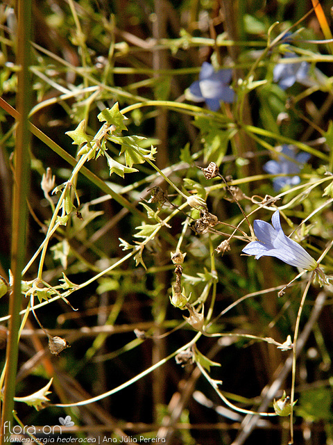 Wahlenbergia hederacea - Flor (geral) | Ana Júlia Pereira; CC BY-NC 4.0