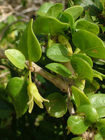Withania frutescens