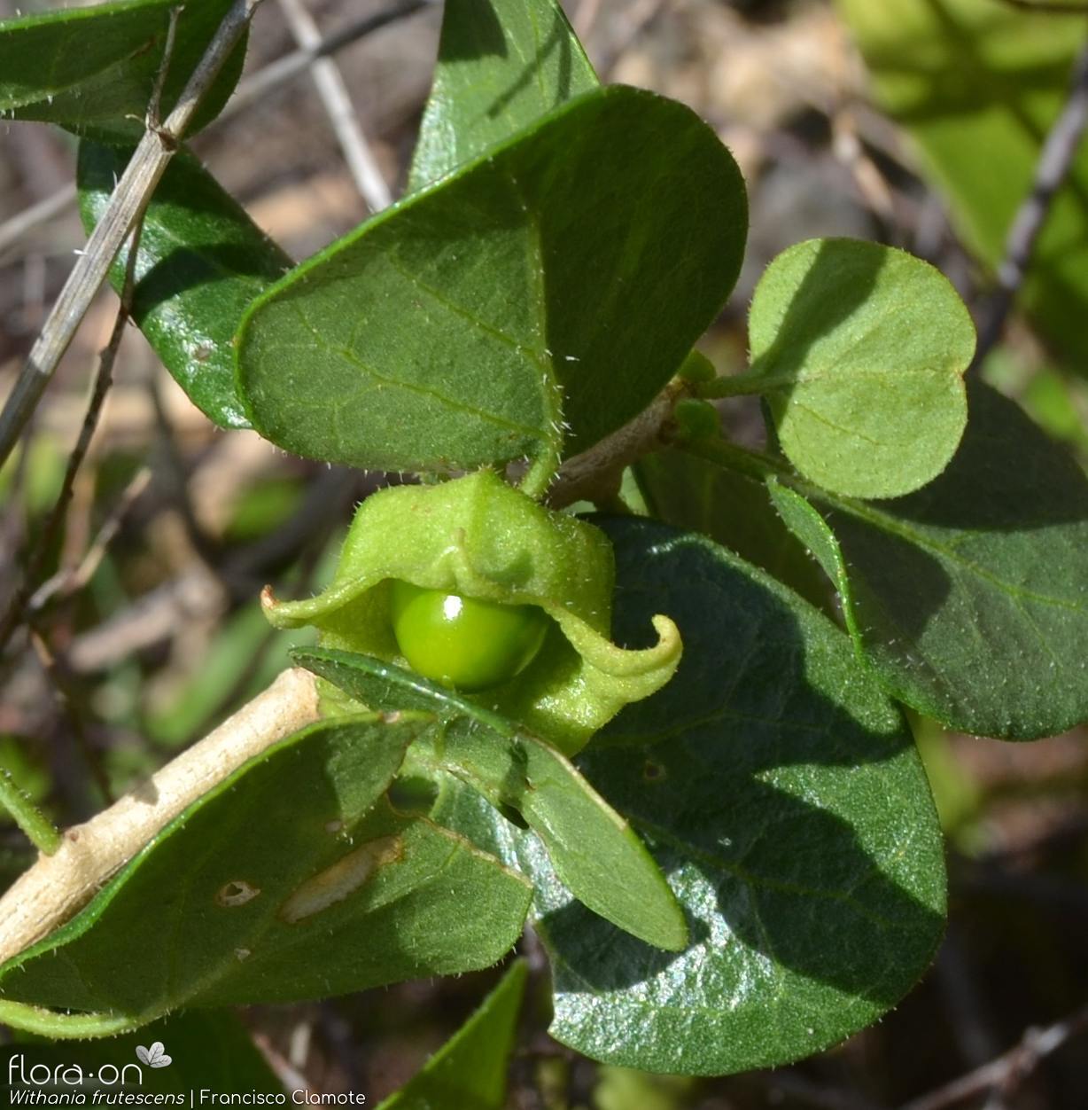 Withania frutescens - Fruto | Francisco Clamote; CC BY-NC 4.0