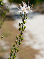 Xanthorrhoeaceae