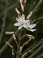 Xanthorrhoeaceae