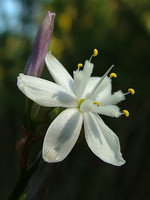 Xanthorrhoeaceae