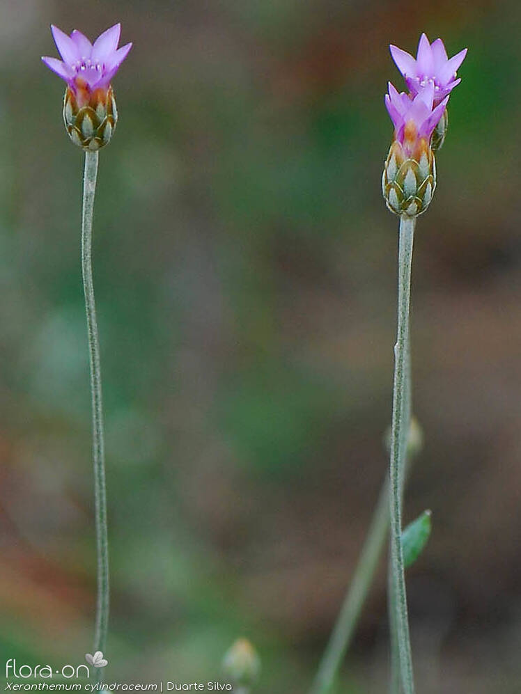 Xeranthemum cylindraceum - Flor (geral) | Duarte Silva; CC BY-NC 4.0