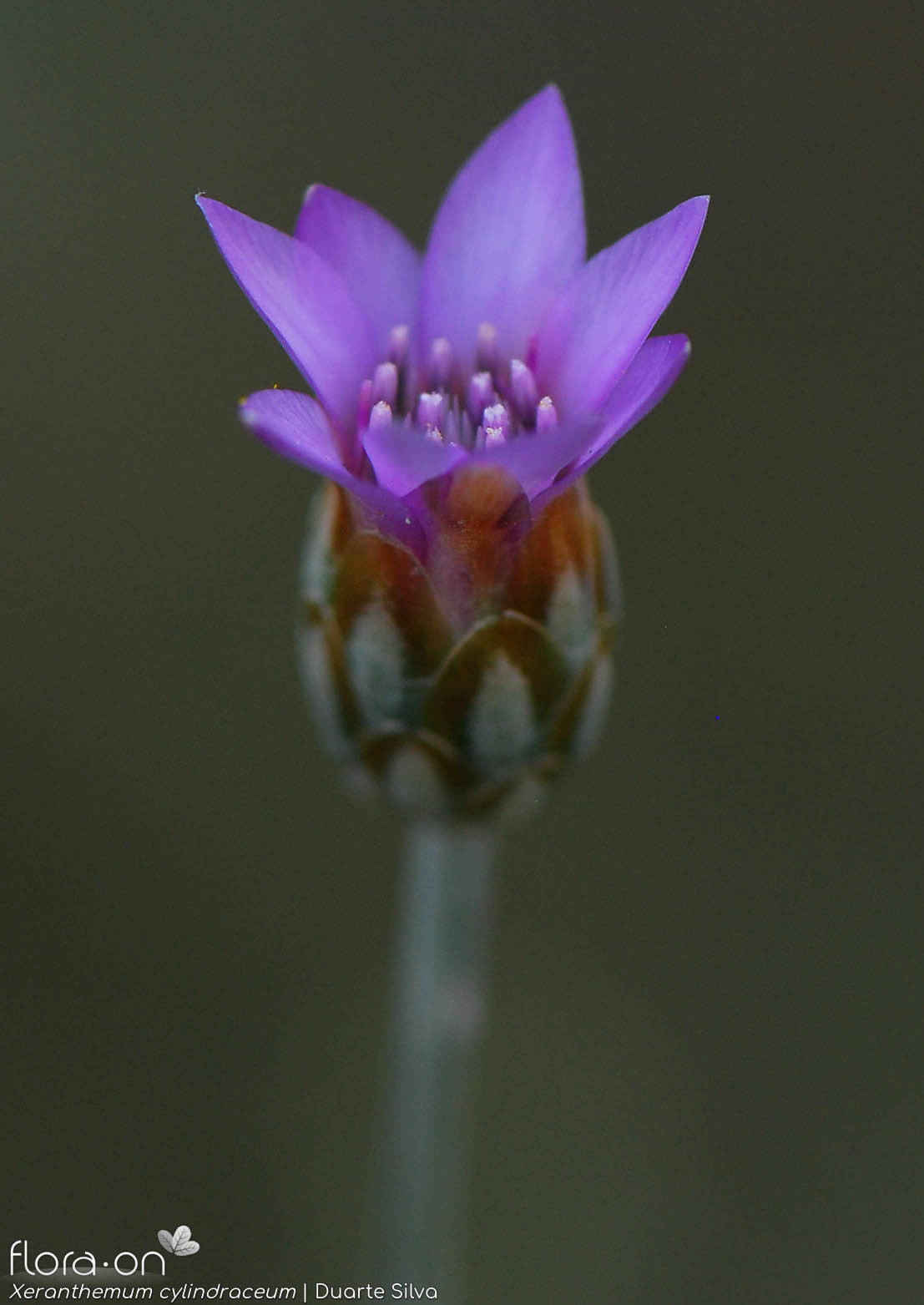 Xeranthemum cylindraceum - Capítulo | Duarte Silva; CC BY-NC 4.0