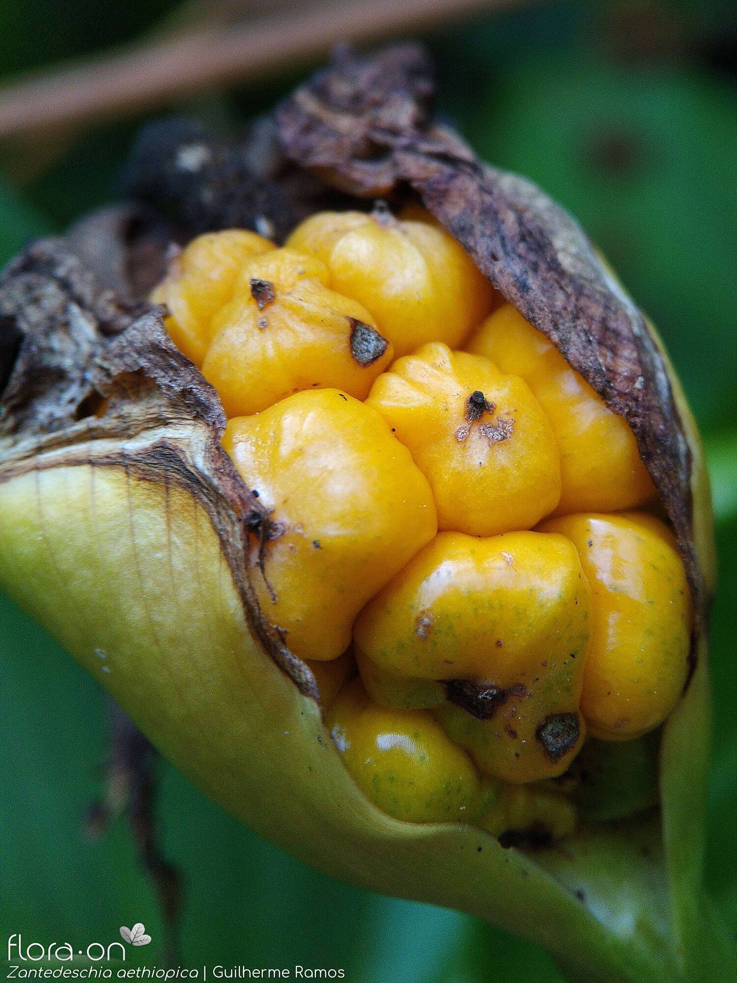 Zantedeschia aethiopica - Fruto | Guilherme Ramos; CC BY-NC 4.0